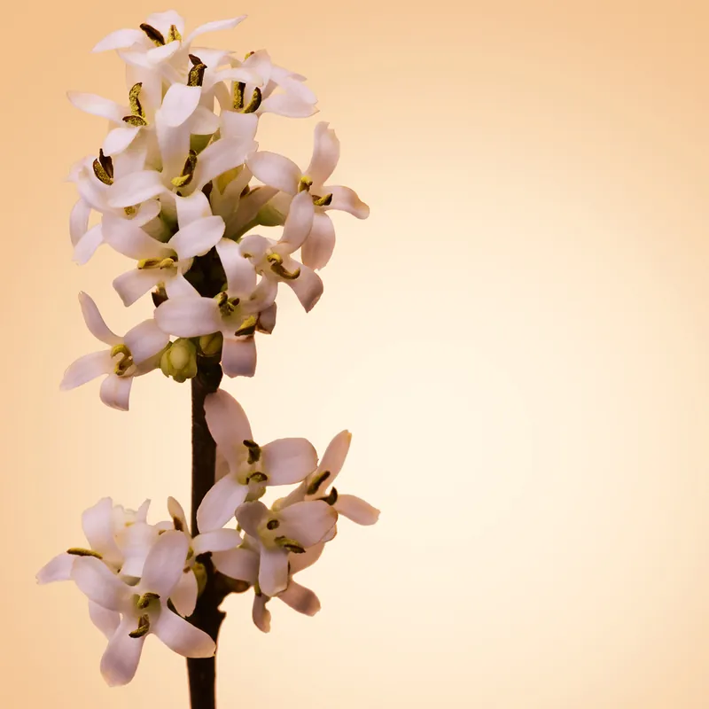 Rajoitettu Tarjous The Scent for Her Pure Accord, EdT